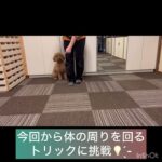 【犬の幼稚園】クールくんの様子 #豊田駅 #犬のしつけ #ドッグスクール #犬の幼稚園#犬のトレーニング #動物看護師兼トレーナー #犬好き  #ペットホテル #パピークラス