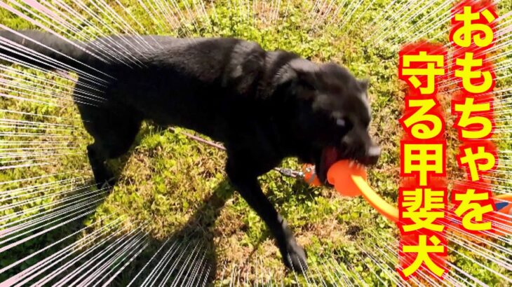 甲斐犬瑞稀くんのトイアグレッシブ改善計画！