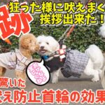 吠えまくる元保護犬に奇跡の瞬間が！無駄吠え防止首輪の効果を確認してください