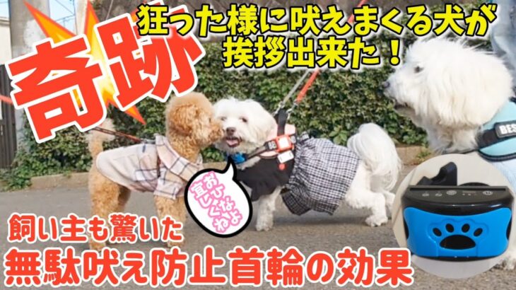 吠えまくる元保護犬に奇跡の瞬間が！無駄吠え防止首輪の効果を確認してください