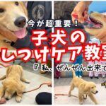 【今が超重要‼】子犬『しつけケア教室』へホントに行って良かった