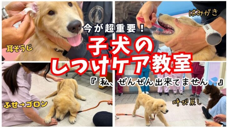 【今が超重要‼】子犬『しつけケア教室』へホントに行って良かった