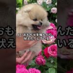 子犬の留守番トレーニングが順調に進んでいるサインはどれでしょうか？#ワンコクイズ #犬好きと繋がりたい #犬のいる暮らし #ペットトレーナー #犬のしつけ #犬の睡眠 #ワンコとの生活