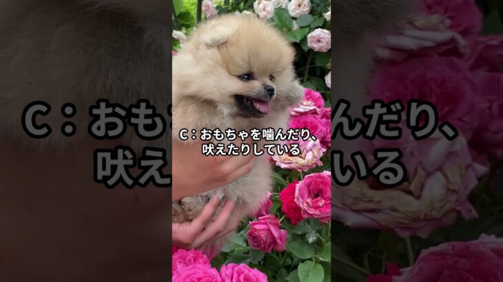 子犬の留守番トレーニングが順調に進んでいるサインはどれでしょうか？#ワンコクイズ #犬好きと繋がりたい #犬のいる暮らし #ペットトレーナー #犬のしつけ #犬の睡眠 #ワンコとの生活