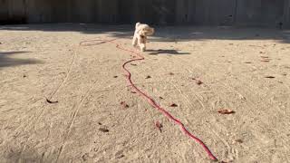 犬の幼稚園 レオくんとトレーニング