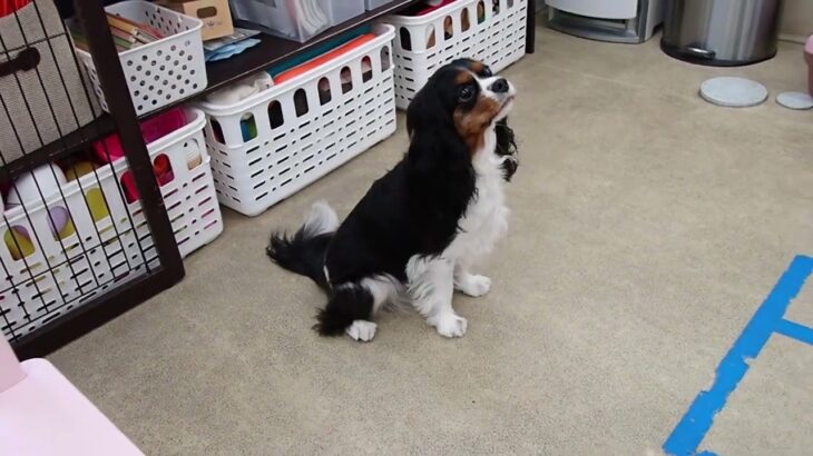 犬の幼稚園 トイちゃんとトレーニング