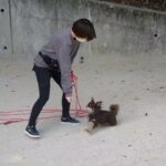 犬の幼稚園 コアくんとトレーニング