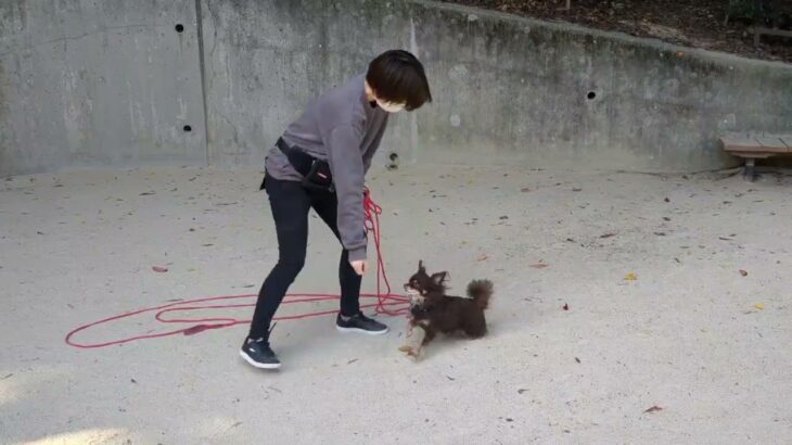 犬の幼稚園 コアくんとトレーニング