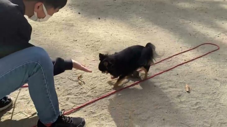 犬の幼稚園 ショコラくんとトレーニング