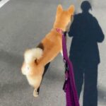 柴犬の”ひなたちゃん”と散歩トレーニング！