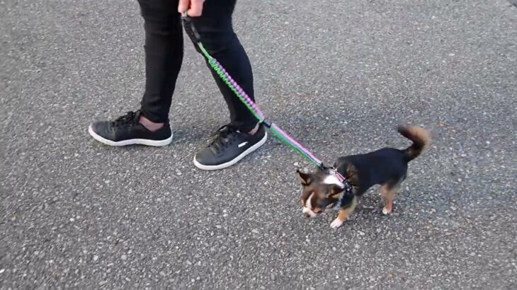 犬の幼稚園 のあくんとトレーニング