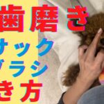 【犬しつけ】みんなの歯磨きダイジェスト　＃犬問題行動　＃犬のようちえん　＃犬のほいくえん　＃犬お泊りトレーニング　#子犬しつけ  #しつけ教室  ＃犬のしつけ　#犬歯磨き　#散歩　＃吠え　＃噛み