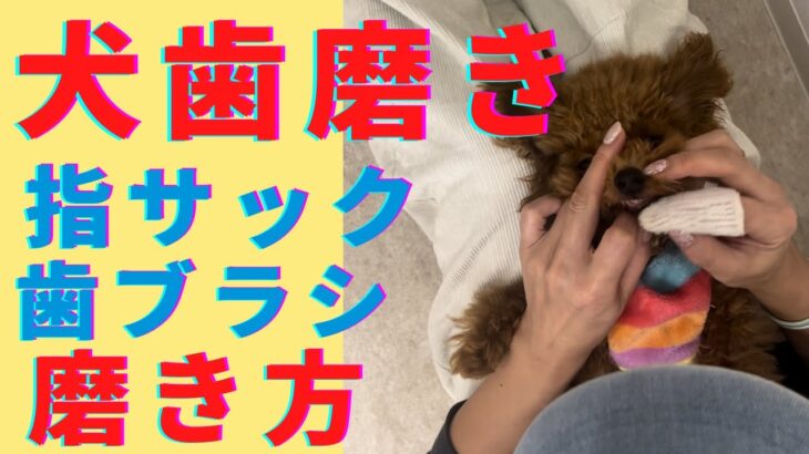 【犬しつけ】みんなの歯磨きダイジェスト　＃犬問題行動　＃犬のようちえん　＃犬のほいくえん　＃犬お泊りトレーニング　#子犬しつけ  #しつけ教室  ＃犬のしつけ　#犬歯磨き　#散歩　＃吠え　＃噛み