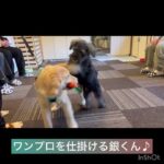 【パピークラス】銀くん、おはなちゃんの様子#豊田駅 #犬のしつけ #ドッグスクール #犬の幼稚園#犬のトレーニング #動物看護師兼トレーナー #犬好き  #ペットホテル #パピークラス