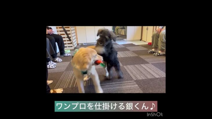 【パピークラス】銀くん、おはなちゃんの様子#豊田駅 #犬のしつけ #ドッグスクール #犬の幼稚園#犬のトレーニング #動物看護師兼トレーナー #犬好き  #ペットホテル #パピークラス