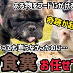 【犬の食糞】躾は不要です。ある物をフードに混ぜるだけです。