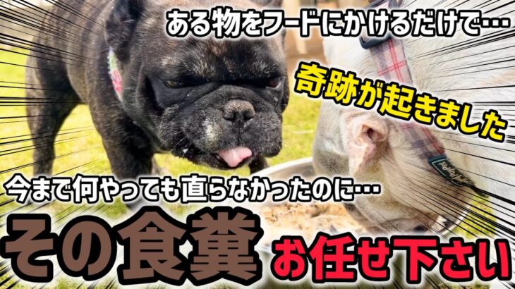 【犬の食糞】躾は不要です。ある物をフードに混ぜるだけです。