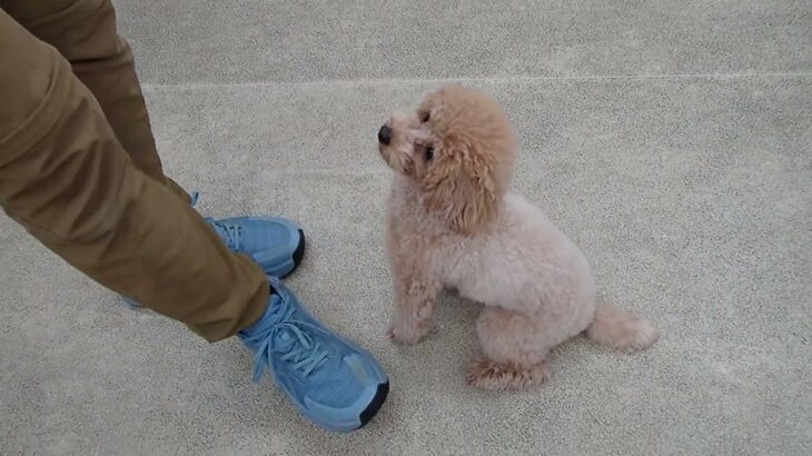 犬の幼稚園 メルロちゃんとトレーニング