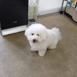 犬の幼稚園 ランディくんとトレーニング