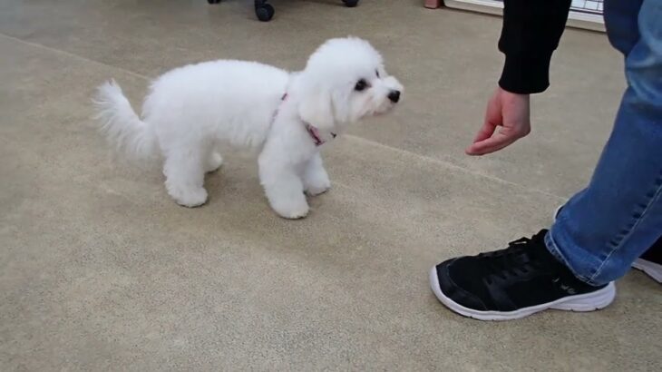 犬の幼稚園 ローヌくんとトレーニング