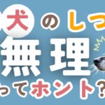 【犬のしつけ】もう成犬だからしつけは無理はウソ！【メリットもアリ】