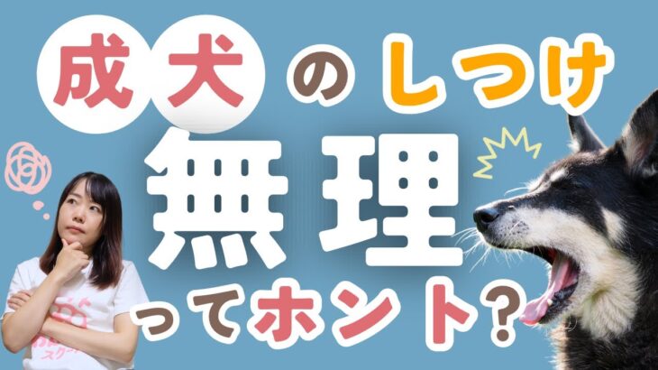 【犬のしつけ】もう成犬だからしつけは無理はウソ！【メリットもアリ】