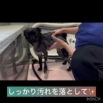 【犬のシャンプー】モグちゃんの様子#豊田駅 #犬のしつけ #ドッグスクール #犬の幼稚園#犬のトレーニング #動物看護師兼トレーナー #犬好き  #ペットホテル #パピークラス