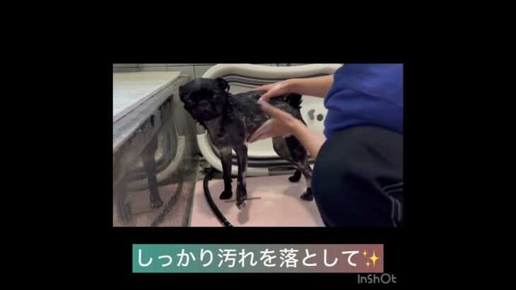 【犬のシャンプー】モグちゃんの様子#豊田駅 #犬のしつけ #ドッグスクール #犬の幼稚園#犬のトレーニング #動物看護師兼トレーナー #犬好き  #ペットホテル #パピークラス