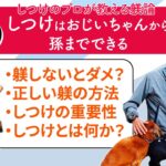 【犬のしつけ徹底解説】みんなが間違えるしつけ方法を熊本阿蘇のドッグトレーナーがズバッと解説‼