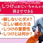 【犬のしつけ徹底解説２】みんなが間違えるしつけ方法を熊本阿蘇のドッグトレーナーがズバッと解説‼【後編】