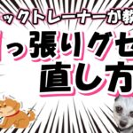 【犬のしつけ】お散歩引っ張りグセ直し方！ポメプー・シリウスくんの成長日記♪