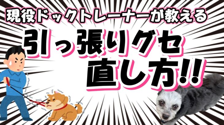 【犬のしつけ】お散歩引っ張りグセ直し方！ポメプー・シリウスくんの成長日記♪