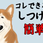 できないとヤバいけど#犬のしつけ #犬の雑学 #犬