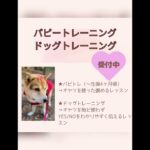 小型犬の抱っこの仕方 #パピートレーニング #ドッグトレーニング