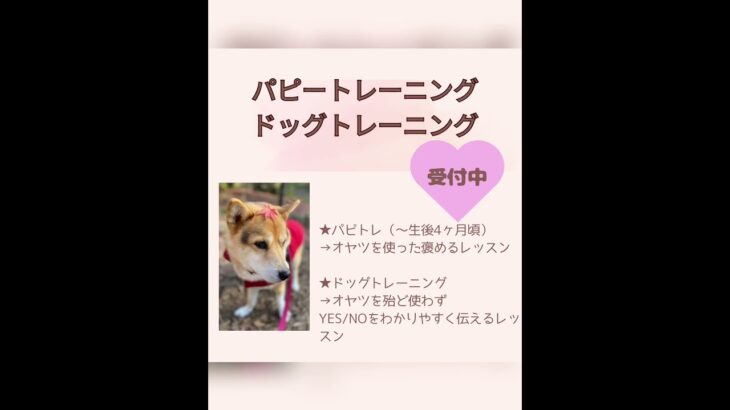 小型犬の抱っこの仕方 #パピートレーニング #ドッグトレーニング