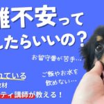 分離不安ってどうしたらいいの？犬の心の元気を奪う分離不安の原因と対処法