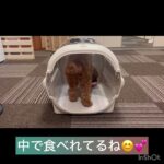 【ペットホテル】モナカちゃんの様子#豊田駅 #犬のしつけ #ドッグスクール #犬の幼稚園#犬のトレーニング #動物看護師兼トレーナー #犬好き  #ペットホテル #パピークラス