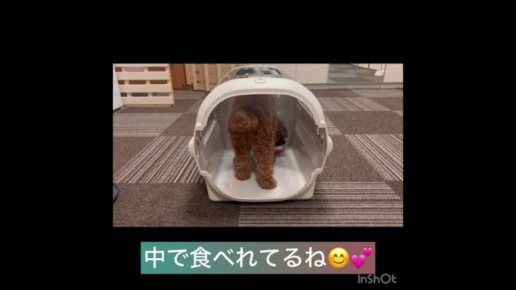 【ペットホテル】モナカちゃんの様子#豊田駅 #犬のしつけ #ドッグスクール #犬の幼稚園#犬のトレーニング #動物看護師兼トレーナー #犬好き  #ペットホテル #パピークラス