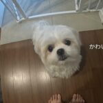 散歩ができない激吠え犬の最近のトレーニングなど