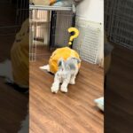 スタッフ犬のバウムちゃんは狭い所がお好き？