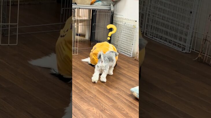 スタッフ犬のバウムちゃんは狭い所がお好き？