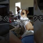 犬がサイレンや大きな音に反応して遠吠えをする理由は何でしょうか？#ワンコクイズ #犬好きと繋がりたい #犬のいる暮らし #ペットトレーナー #犬のしつけ #犬の睡眠 #ワンコとの生活 #犬の飼い方