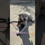 #ラブラドール #保護犬  #大型犬 #エレン #犬の散歩 #犬のしつけ