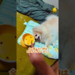 犬のご飯トレーニング