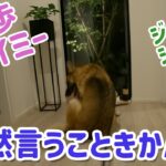 【しつけ・全然言うこときかん】シェパードのルーティンお散歩動画