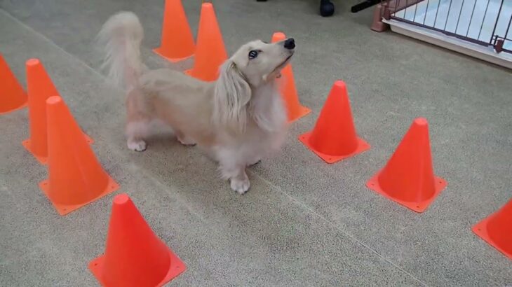 犬の幼稚園 にこまるくんとトレーニング