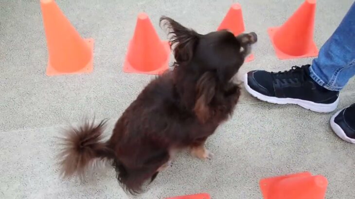 犬の幼稚園 コアくんとトレーニング