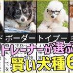 プロドッグトレーナーが選ぶ「賢い犬種６選」