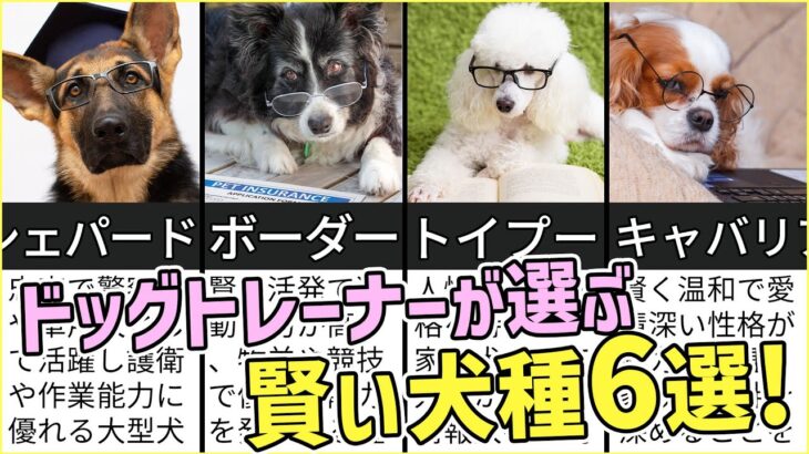 プロドッグトレーナーが選ぶ「賢い犬種６選」