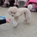 犬の幼稚園 レオくんとトレーニング